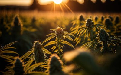 Geschützt: Gerichtlicher Erfolg für Cannabis-Verein: Eintragung im Vereinsregister durch Oberlandesgericht München angeordnet
